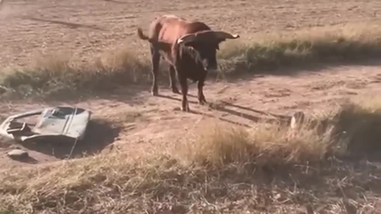 MAssive bull breaks the door of the car - amazing powerful bull - animal videos