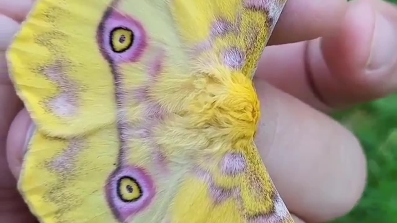 Eye on wings Butterfly #shorts #shortvideo #video #virals #videoviral