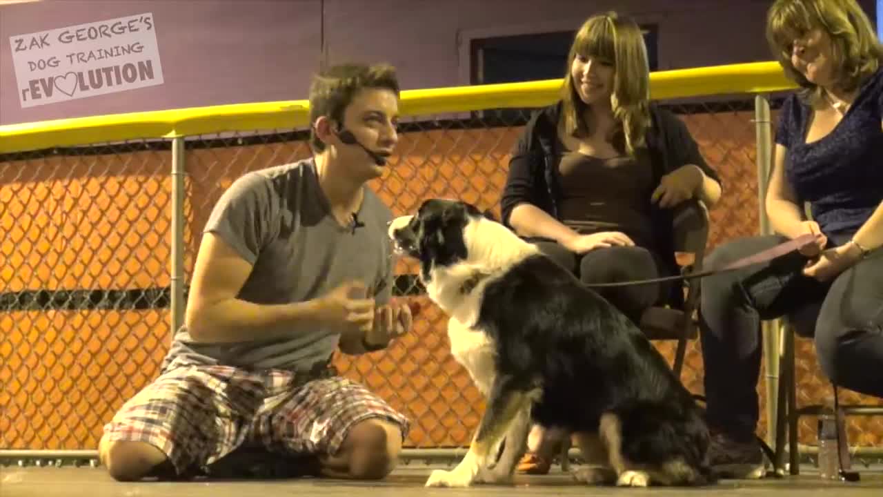 Dog Training 101: How to Train ANY DOG the Basics Zak George’s Dog Training Revolution