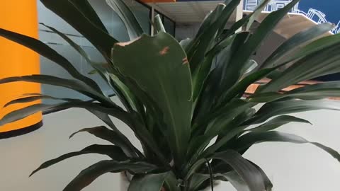 Green plant details