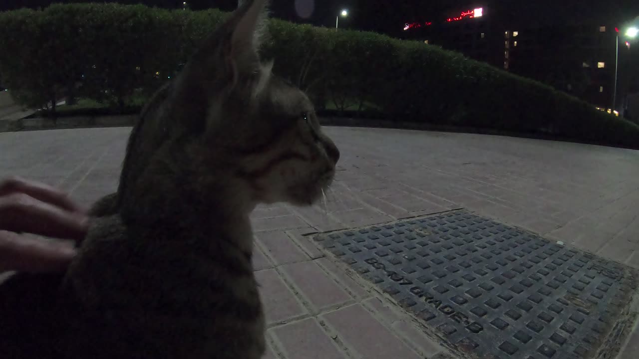 MICHAEL JACKSON - Homeless cat in Ras Al Khaimah, UAE #cat #cats #MichaelJackson #emirates #ae #UAE