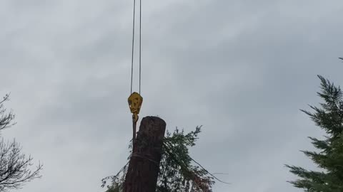 Northern California Redwood 5,000 pounds