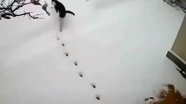 The only way I'll go out in the snow!🌨☃️🐾
