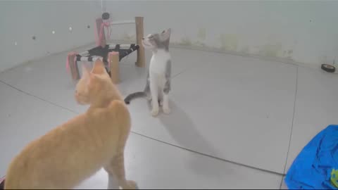 Who Will Win the Playful Battle of the Living Room Cats_
