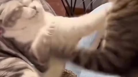 Superb Cat Funny Video 😂