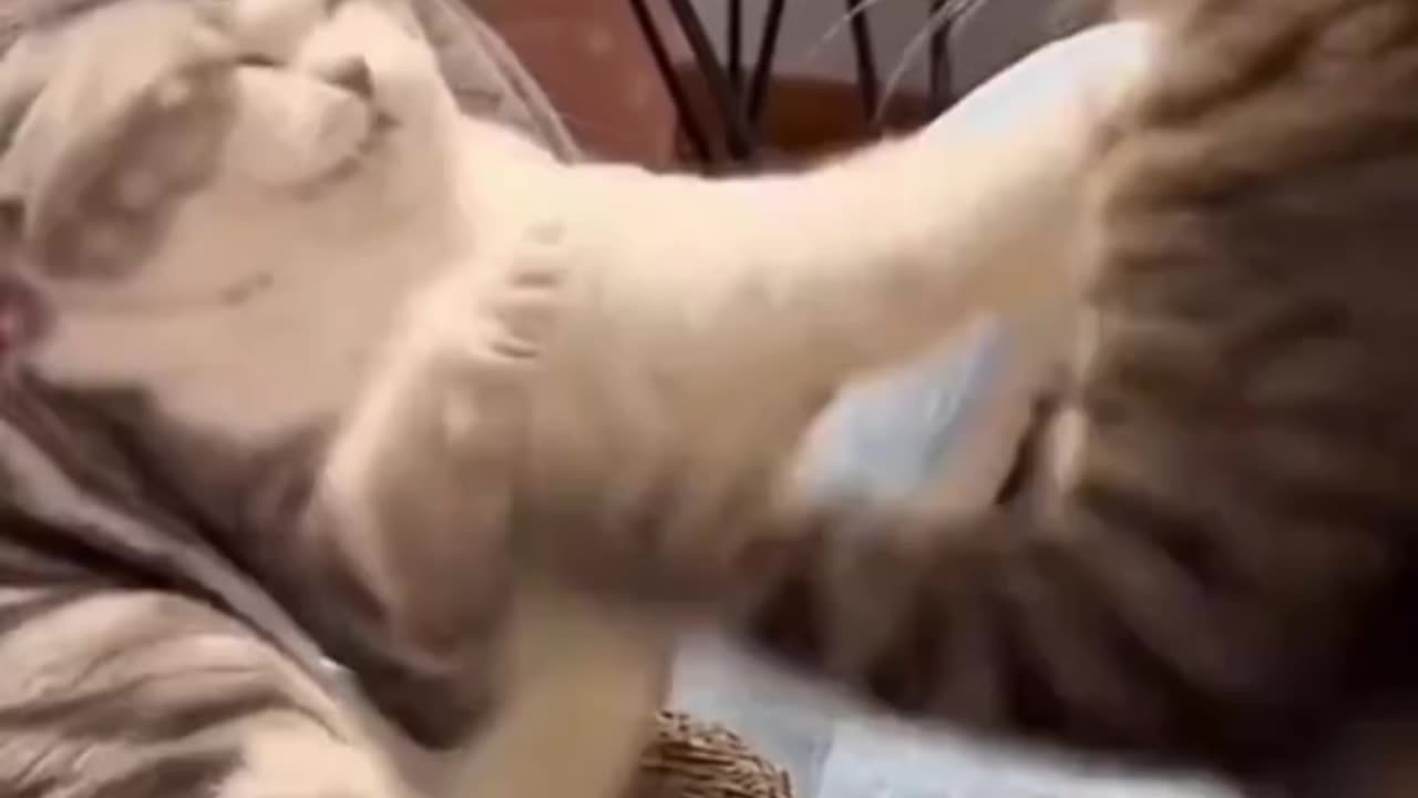 Superb Cat Funny Video 😂