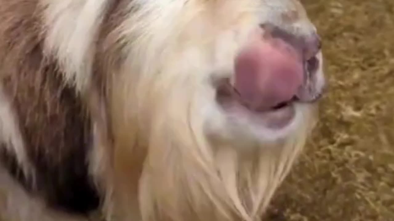 Fainting goats: Hilarious and harmless reactions to surprises! 🐐✨ #FaintingGoats