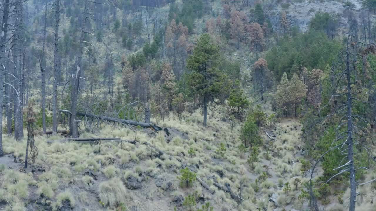 Flying low through a forest