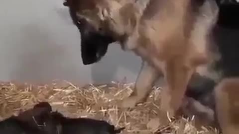 Animal video