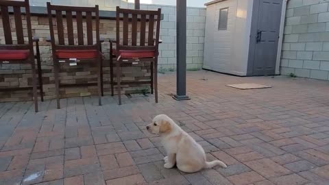 Dog Showing All Training Skills