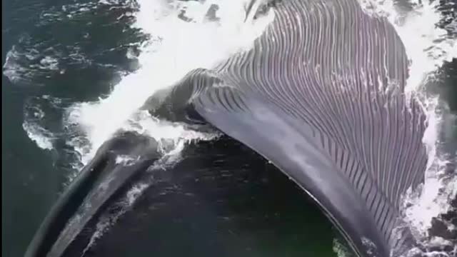 Blue whale drinking water