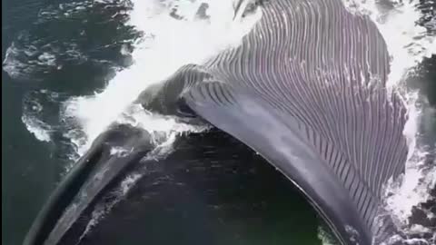 Blue whale drinking water