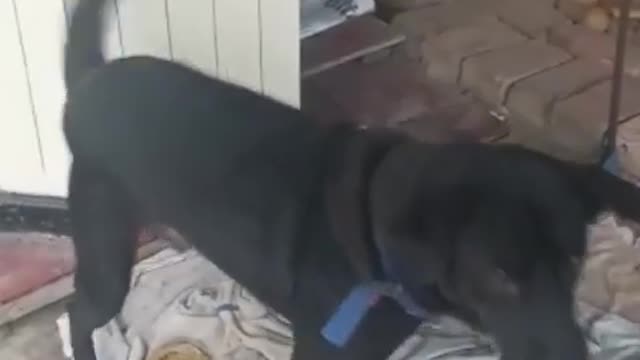 Dog adoption