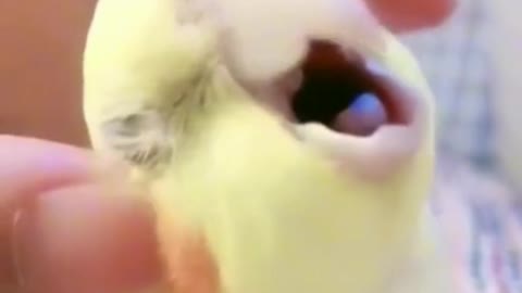 FUNNY BIRD SOUND