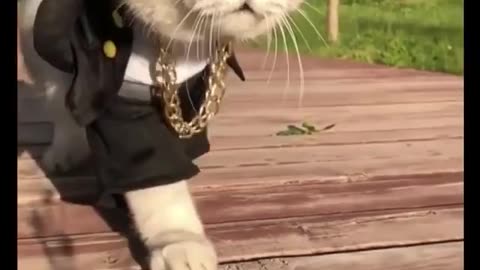 Boss cat