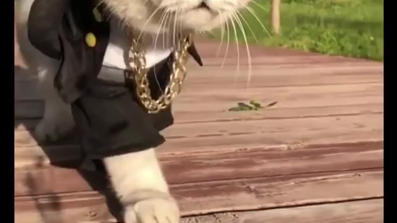 Boss cat