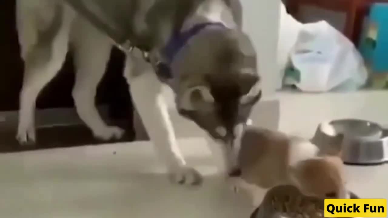 Dogs and Cats Very Funny Videos