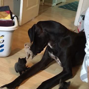 Enorme Gran Danés se hace amigo de pequeños gatitos