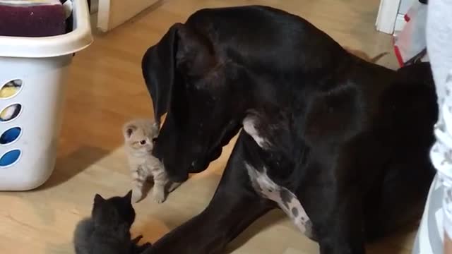 Enorme Gran Danés se hace amigo de pequeños gatitos