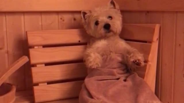 Relaxed Westie Enjoys Cozy Sauna Treatment After A Long Day