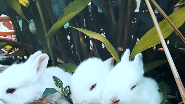 Three Small Rabbits Are Playing and Eating On Grass.