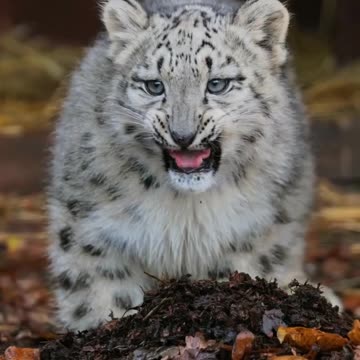 Snow leopards