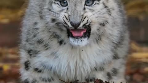 Snow leopards