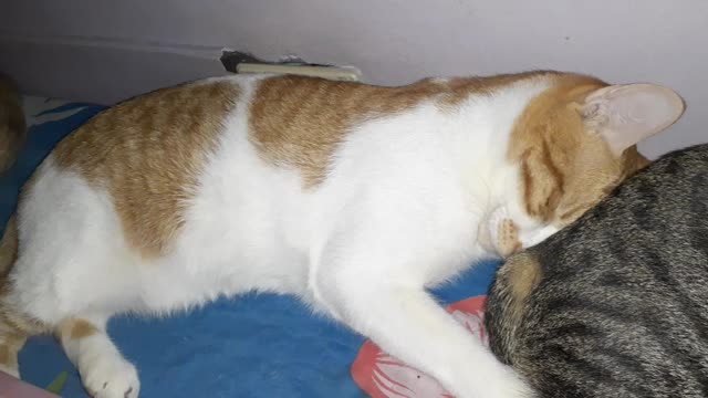 Cats line up on the bed