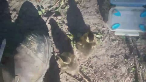 Ducklings 2