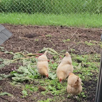 OMC! Rhubarb is bad for chickens. They seem to know it! #chickenlife #rhubarb #orpington #shorts