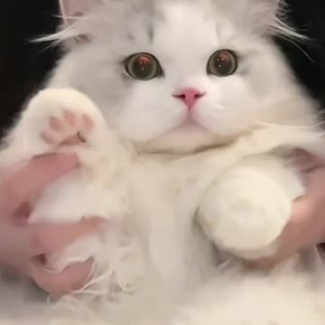 Fanny Cat Video and Cute Cat Video