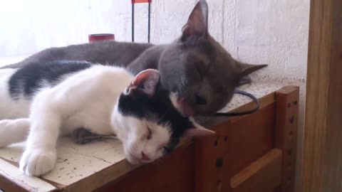 Kitty Giving His Friend a Bath