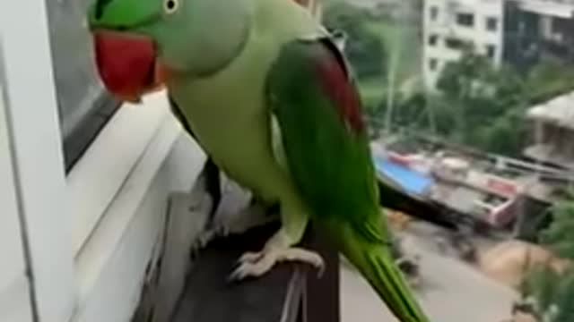 Funny parrot calling mummy in lockdown