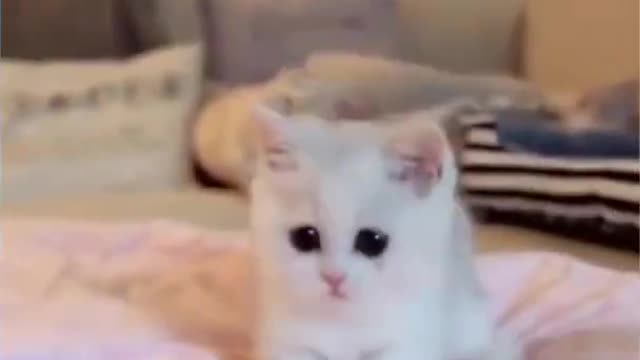 The kitten jumps Funniest video about kitten Funny video