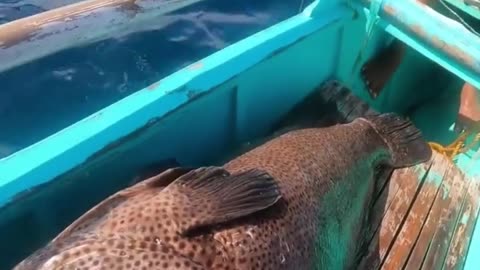 Catched GIANT GROUPER FISH