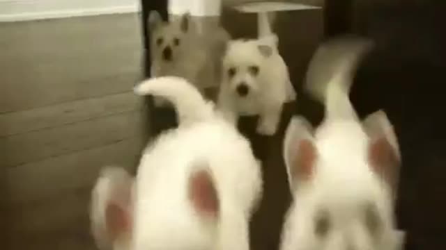 There's a wave of puppies coming at you