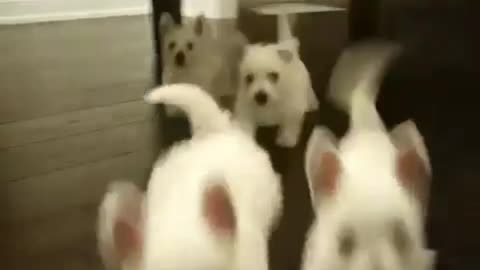 There's a wave of puppies coming at you