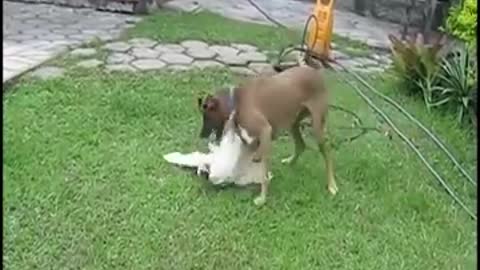 Dog vs Rooster Fighting.