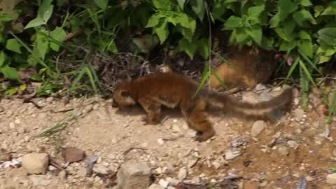 Rare animal caught on cam