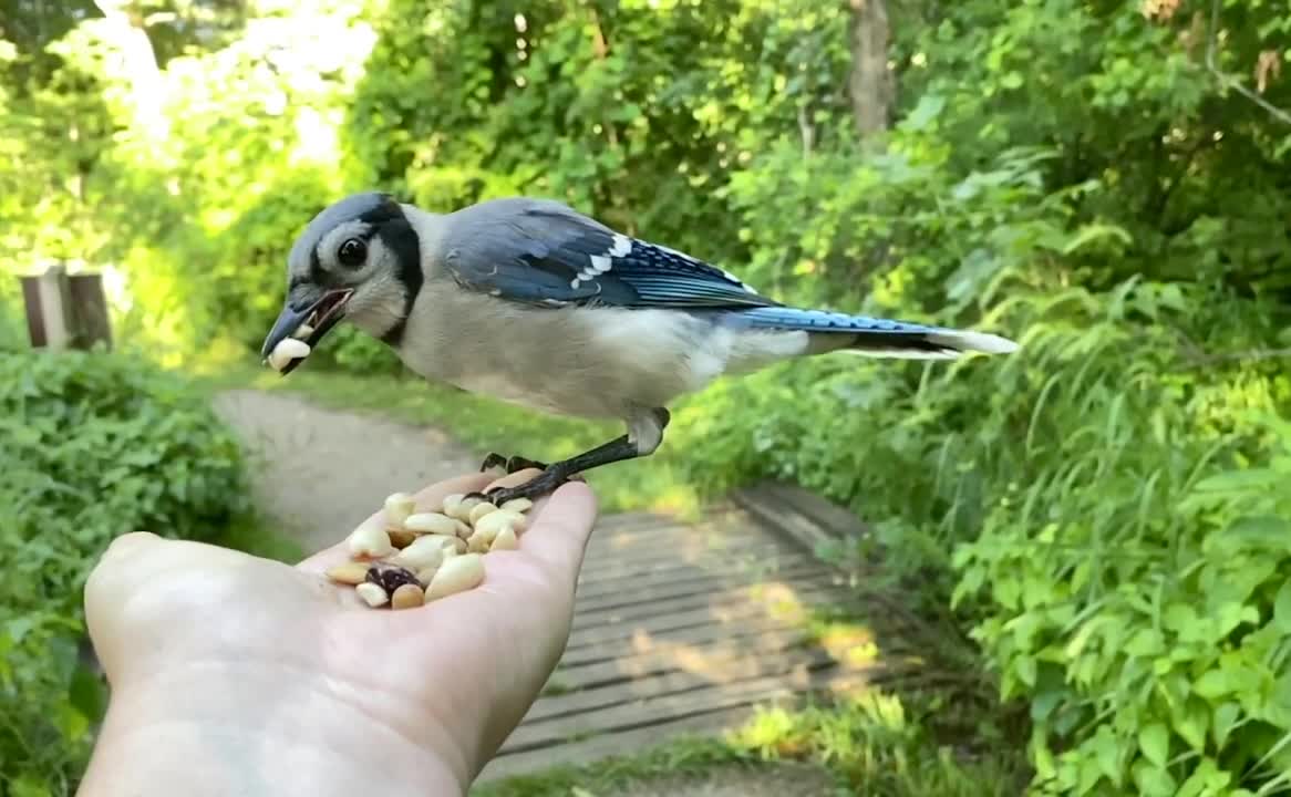 Hand-Feeding Birds in Slow Motion - The Blue Jay.