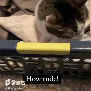 Cat and laundry. How dare you wash my hair off your clothes.