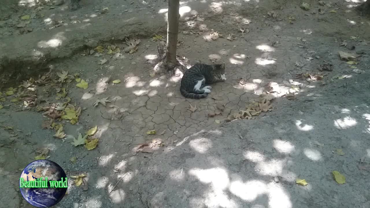 The cat is resting | funny cat | Playful cat | cats | most popular cat video | popular cat video