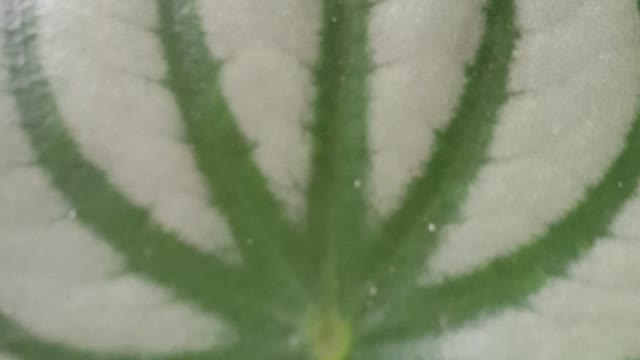 This looks like a spider