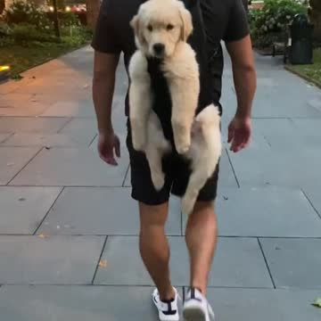 Golden Puppy was a Lazy Dog??