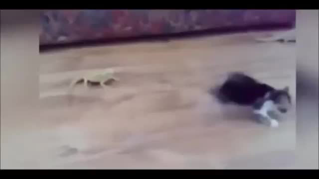 funny moments of cats and iguanas.