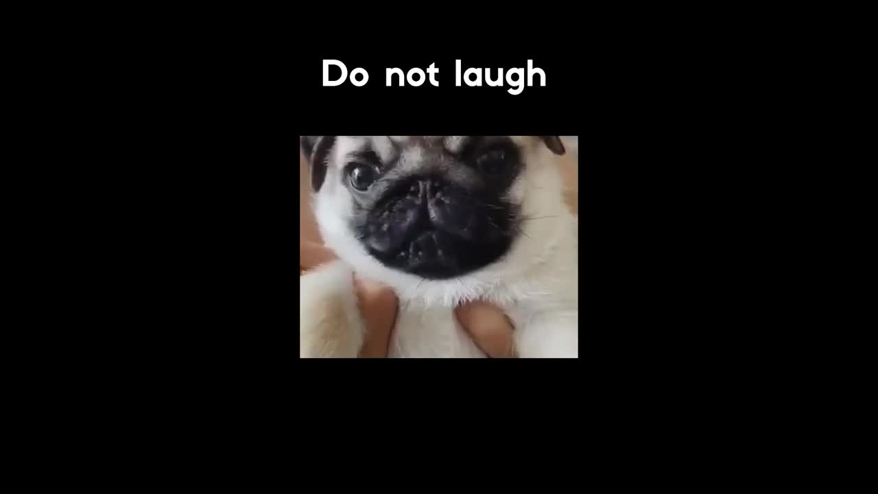 funny pugs try not to laugh funny dogs comedy funny dogs very cute #shorts