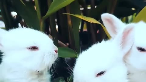Funny animals