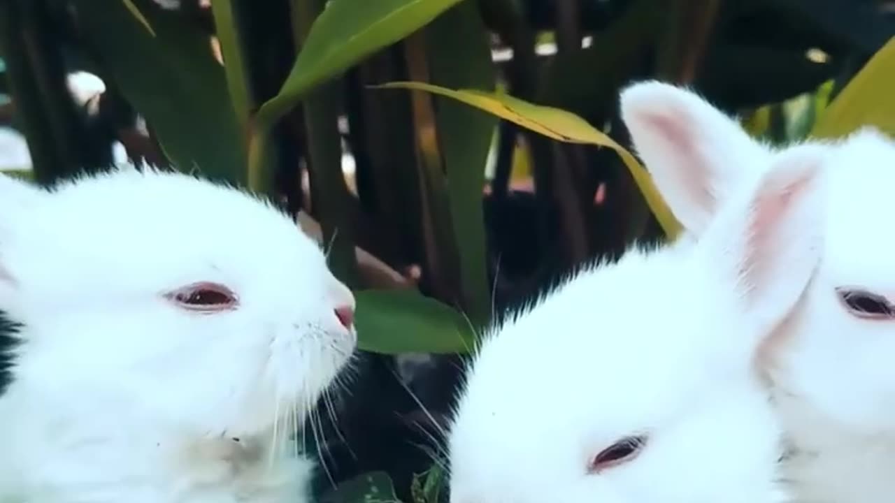 Funny animals