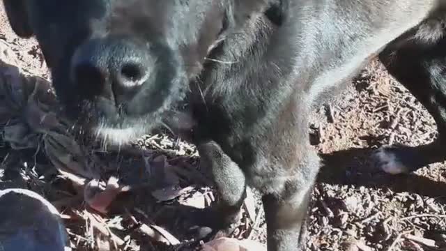 What a very cute cute dog