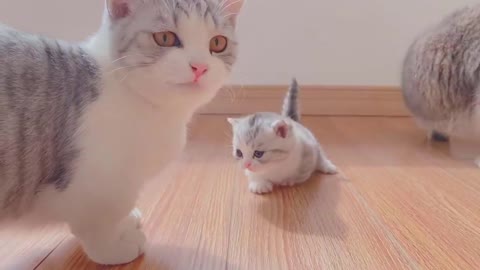 Baby Cats - Cute and Funny Baby Cat Videos Compilation